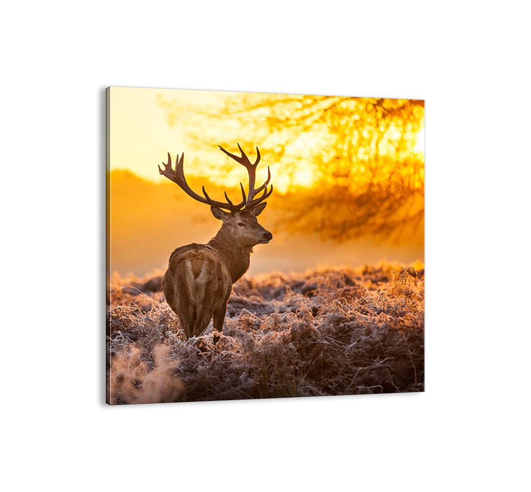 Leinwandbild - Fotografie "König des Herbstwaldes"