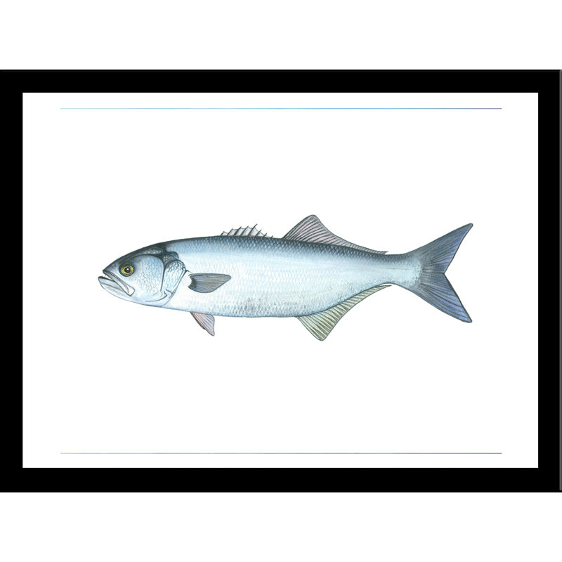 «Blue Fish» par Damon Crook - reproduction d'art, H 11 po x l 14 po x P 1 po, Papier avec cadre noir