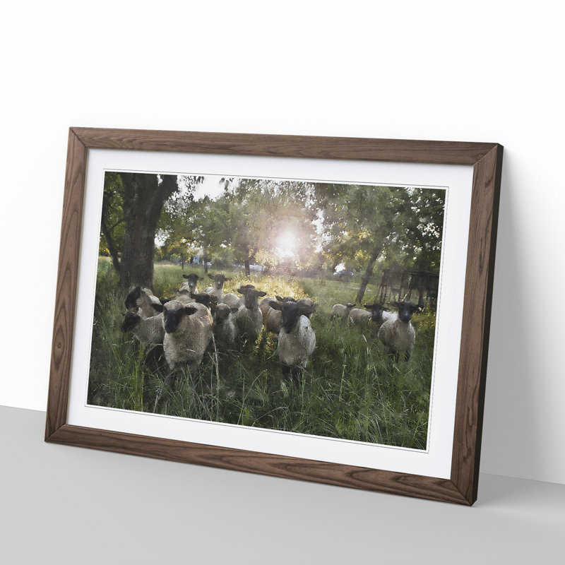 Flock of Sheep Vol.3 - Framed Print, Walnut Framed, 48cm H x 65cm W x 2cm D