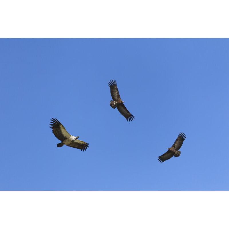Vultures In Flight by Anagramm - Wrapped Canvas Print, 20cm H x 30cm W