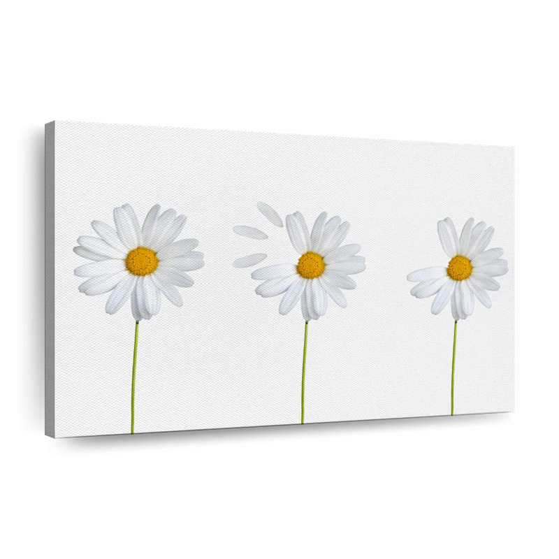 «Plucked Daisies» sur impression sur toile, H 8 po x l 12 po x P 1 po