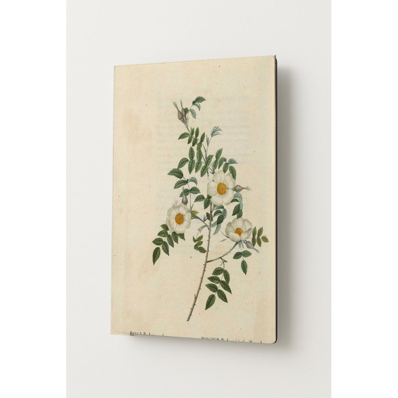 Rosa Redutea Glauca — Portrait Art mural en métal, H 10 po x l 8 po