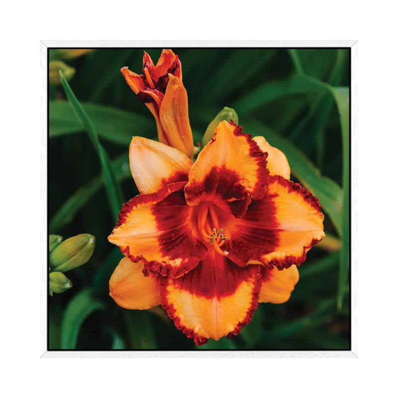 Daylily Garden XV by Bethany Young - Print on Canvas, White Framed, 45.72cm H x 45.72cm W x 3.81cm D