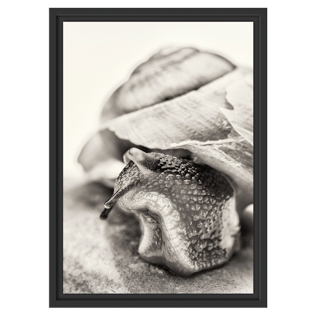 Gerahmtes Wandbild Schnecke mit Haus