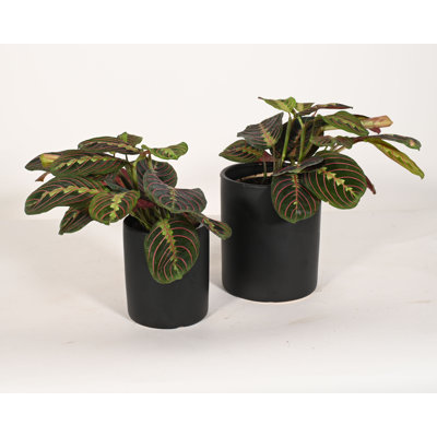 Upshining Live Foliage Plant in Ceramic Pot