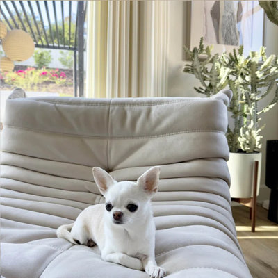 Danial Foam Armless Bean Bag Lounger