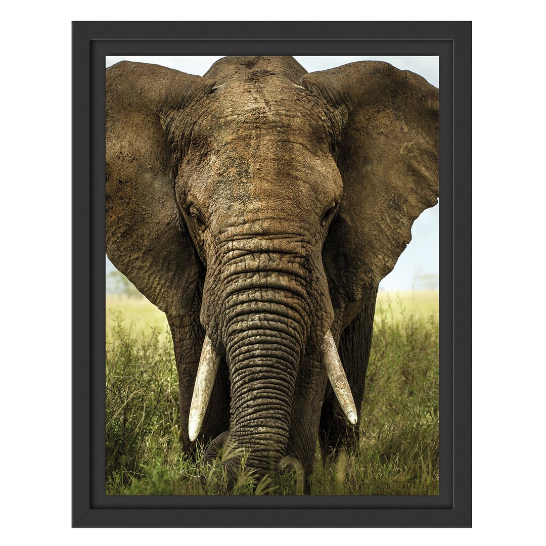 Gerahmtes Wandbild Imposanter Elefant