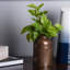 Feuille Leaf Pothos