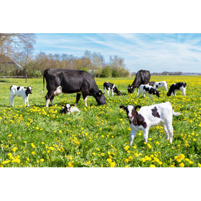 Grazing Cows And Calves by Ben-Schonewille - Wrapped Canvas Print