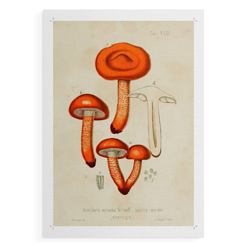 Variétés de champignon IV - Impression sur toile seulement - NON-CADRE, H 12 po x l 8 po