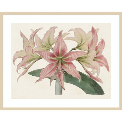 Amaryllis Varietals I by Bette Ridgeway Wood Framed Wall Art Print