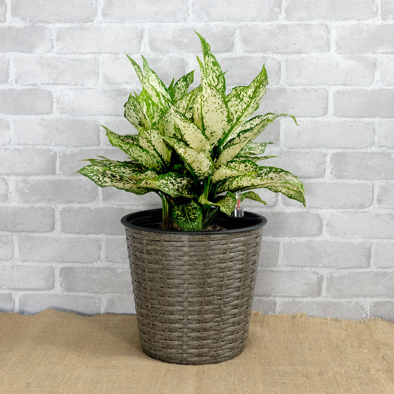 2-Pack Self-Watering Wicker Decor Planter