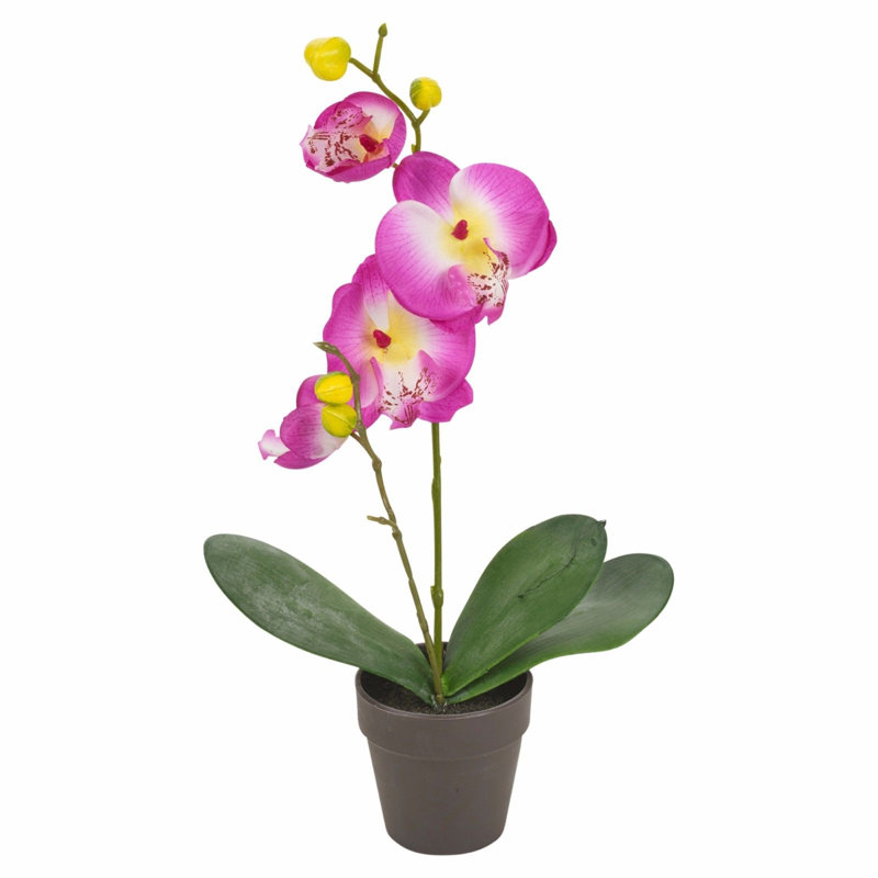 48cm Flowering Plant in Pot