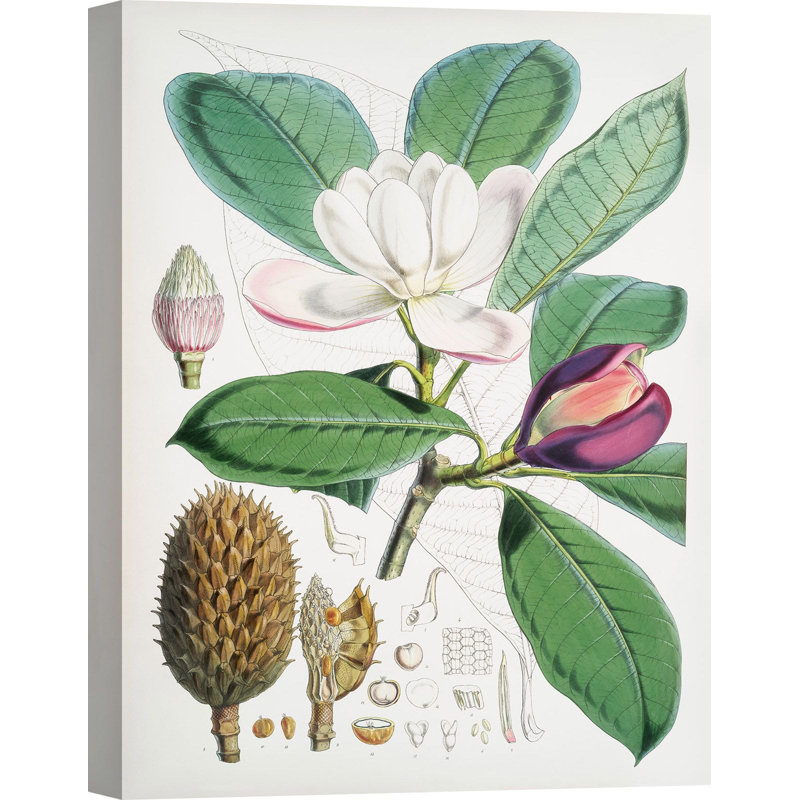 Magnolia Hodgsonii, 1855 by Walter Hood Fitch - Art Prints on Canvas, 80cm H x 60cm W x 4cm D