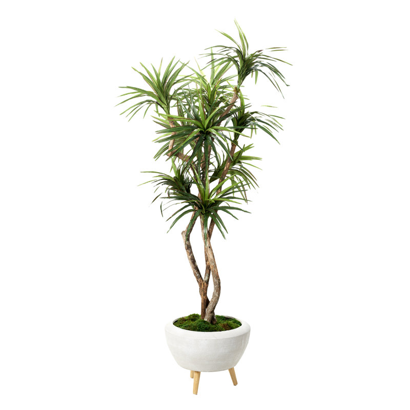 Arbre Dracaena 7,5 pi dans un bol blanc avec pieds