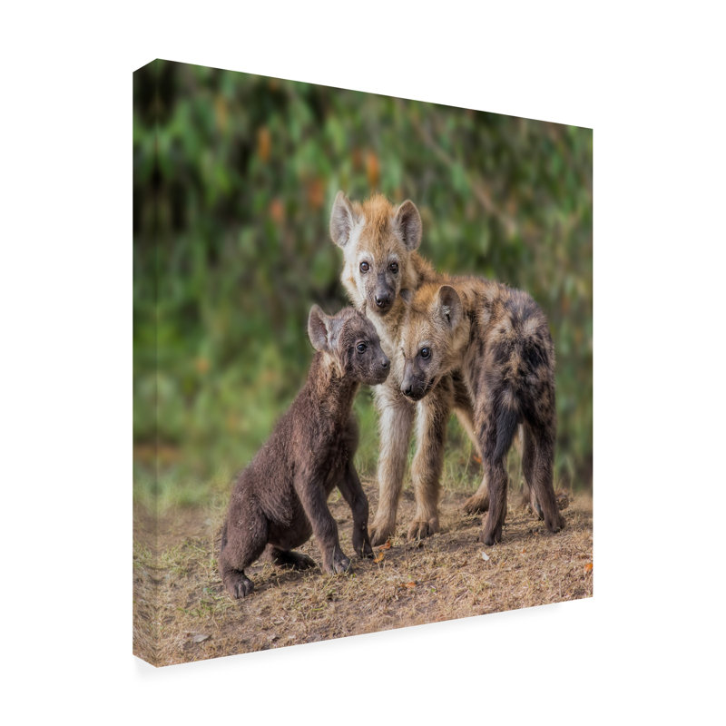 Art sur toile, «Bachel Jun Zuo Baby Hyena», H 14 po x l 14 po