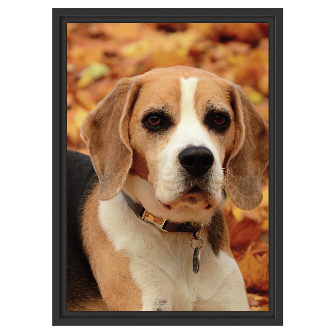 Gerahmtes Wandbild kleiner BeagleLaub