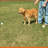 12.5'' H Plastic Pet Barrier