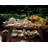 Villeroy & Boch French Garden Fleur Coffeepot