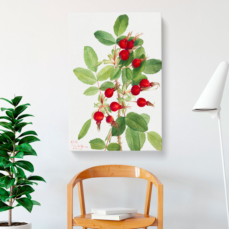 Bourgeau Rose Vol.2 by Mary Vaux Walcott - Wrapped Canvas, 60cm H x 40cm W x 3cm D