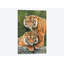 «Pair of Sumatran Tigers», impression sur toile-33109682-72398431-72398437
