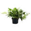 Live Marble Queen Pothos Plant-49662261