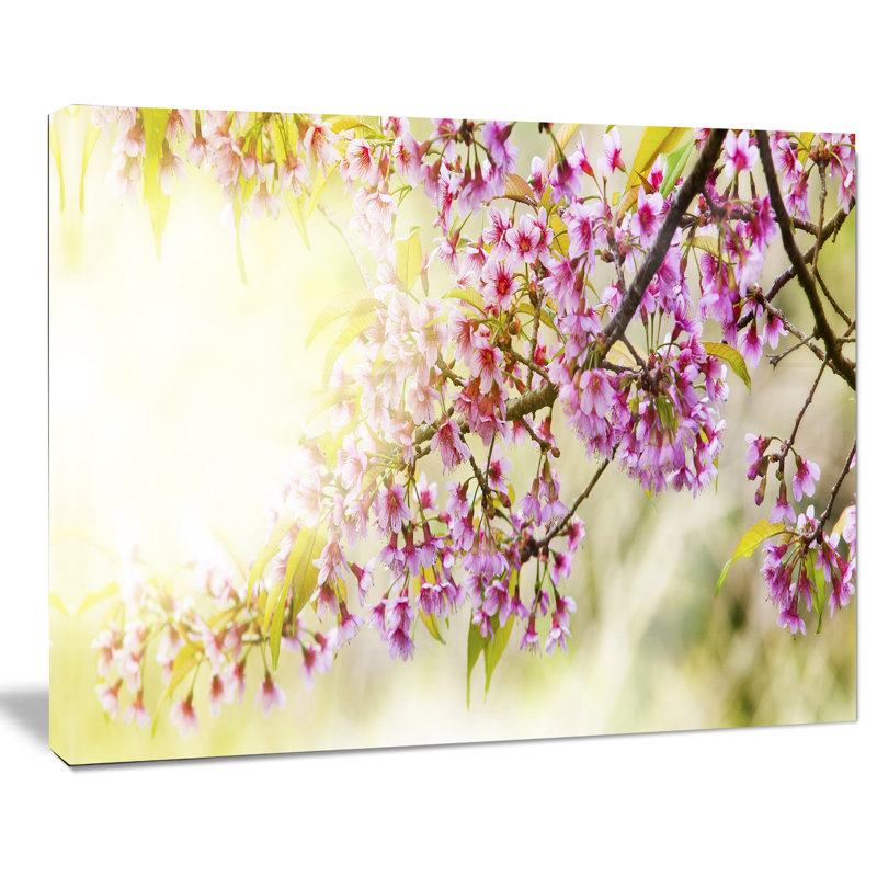 Blooming Cherry Flowers - Reproduction de photo sur toile tendue, H 8 po x l 12 po
