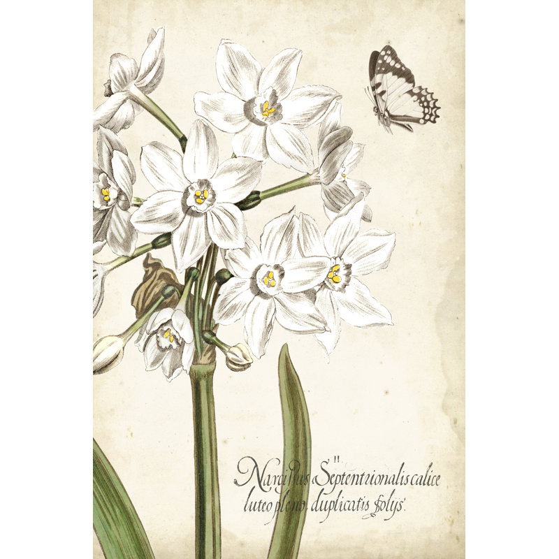 «Narcissus Botanique I», impression sur toile, H 12 po x l 8 po