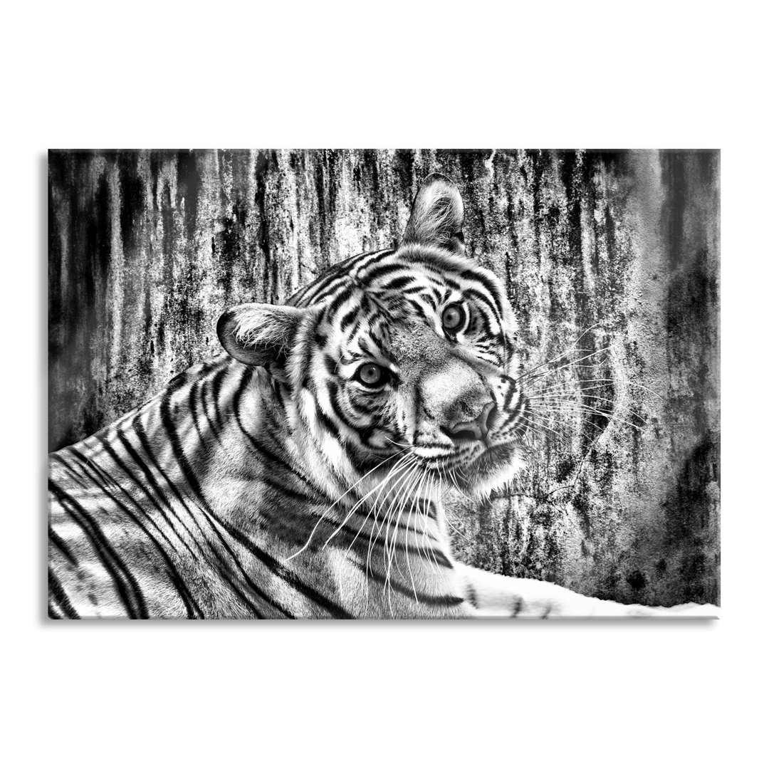 Glasbild Neugieriger Tiger