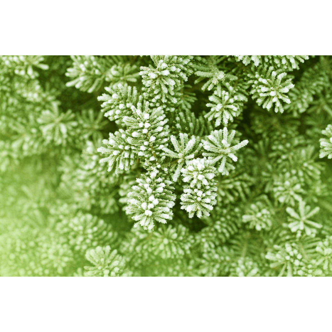 Frosty Pine Leaf von Ithinksky - Druck