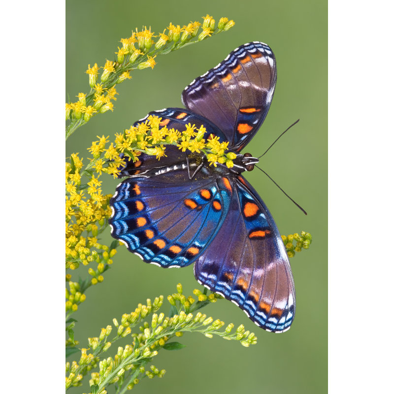 Butterfly - Wrapped Canvas Print, 46 cm H x 30 cm W x 3.8 cm D