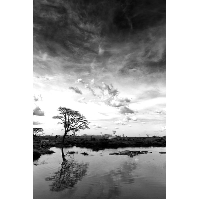 Acacia d'Afrique seul - reflet par 1001 glissade, H 18 po x l 12 po