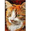 Tapis orange lavable à motif orange et moderne-1046792198