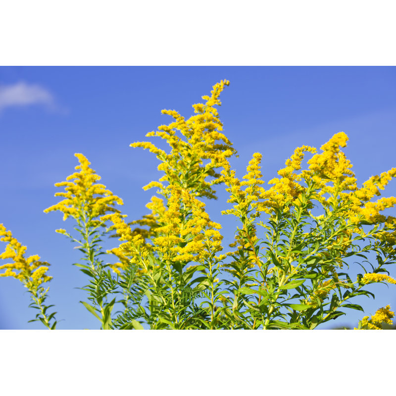 Goldenrod Plant by Elenathewise - Wrapped Canvas Print, 30cm H x 46cm W