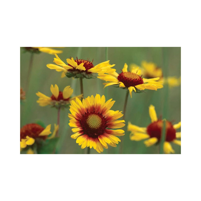Indian Blanket Flowers, North America by Tim Fitzharris - Wrapped Canvas Print, 66.04 cm H x 45.72 cm W