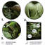 Décoration murale bouddhisme vert en bois Bodhi Tree II-453461641