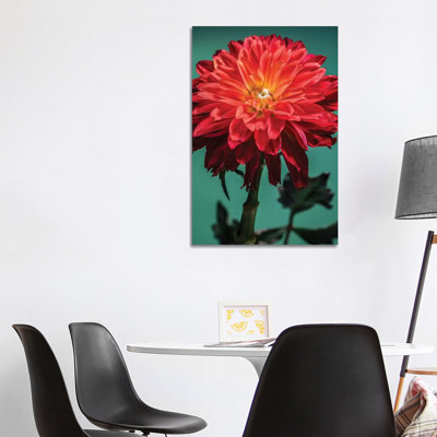 Red Chrysanthemum Flower by Glauco Meneghelli - Wrapped Canvas Print