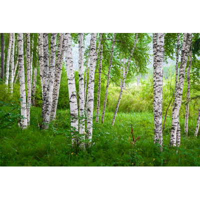 " Spring Birch Grove " by Alexabelov