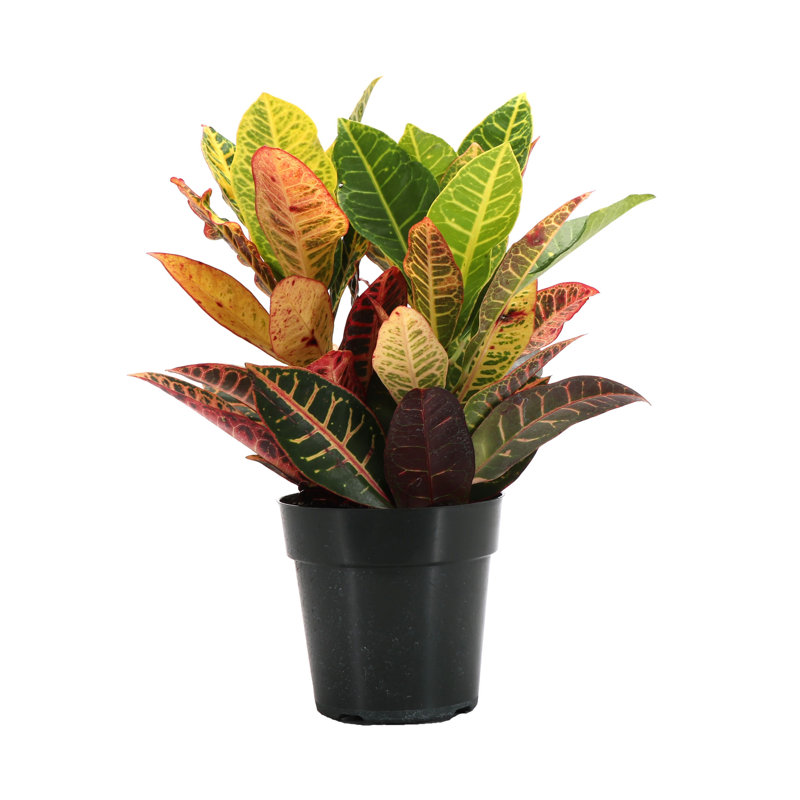 Live Petra Croton Plant, 10" H x 6" W x 6" D