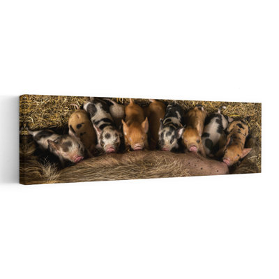 Newborn Piglets Nursing by Gert Van Den - Wrapped Canvas Panoramic Print