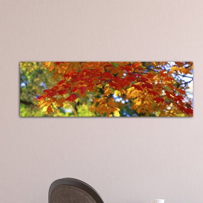 " Fall Foliage, Guilford, Baltimore City, Maryland, USA " by Panoramic Images