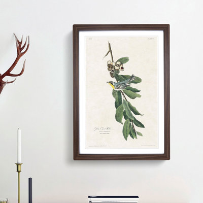 Yellow Throated Warbler by John James Audubon - Picture Frame Painting Print