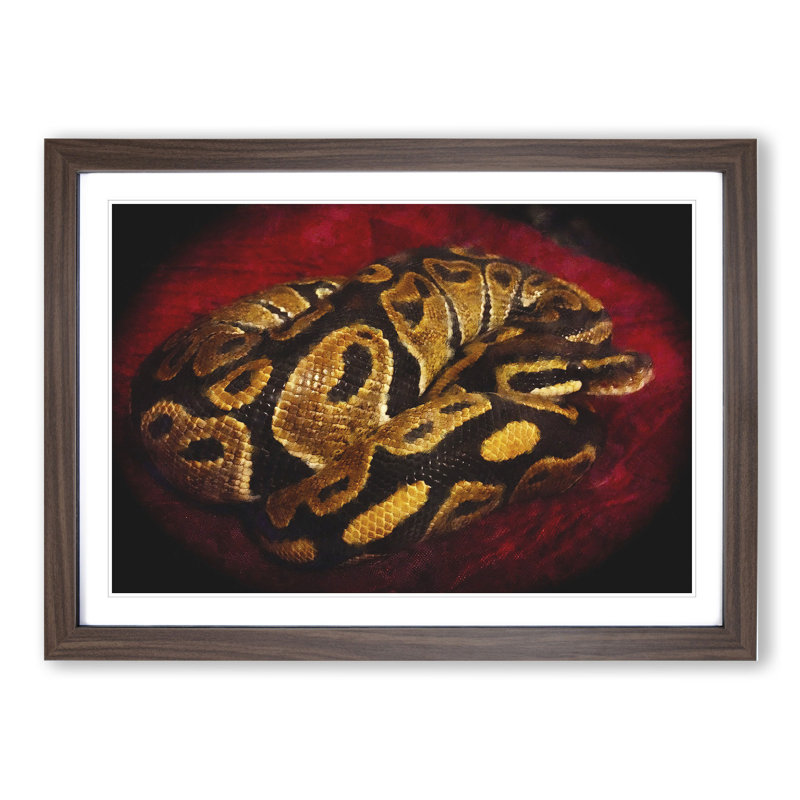 Python Snake - Framed Print, 36cm H x 48cm W x 2cm D, Walnut Framed