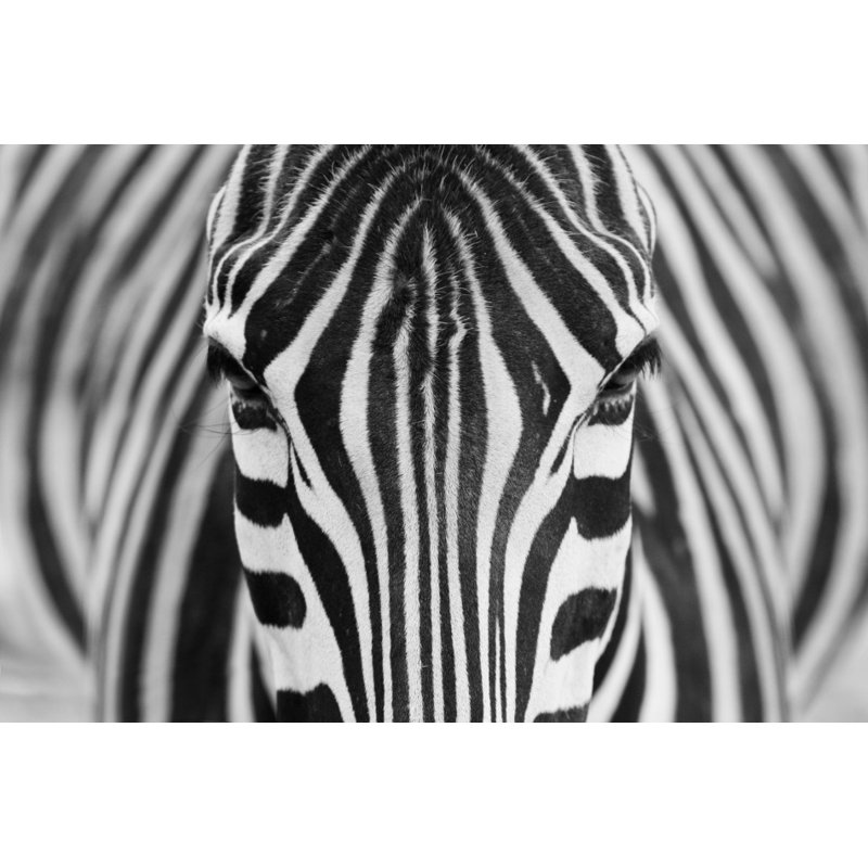 Wrapped Canvas Print, 50.8 cm H x 76.2 cm W
