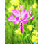 Piquet de jardin 39 po Beaslie-831569190