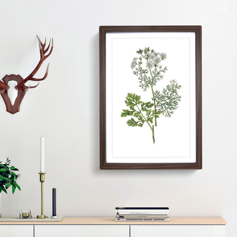 Coriander Flowers Illustration - Picture Frame Painting Print, 36cm H x 27cm W x 2cm D, Walnut Framed