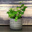 Cement/Sand Planter-1705074842