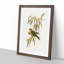 Musky Lorikeets by Elizabeth Gould - Picture Frame Painting Print-55581001-55581002