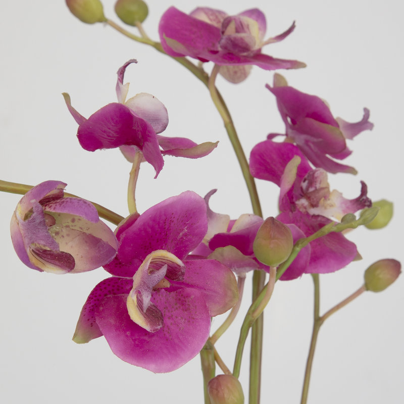 Orchids Arrangement in Vase