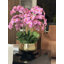 Orchidée Roberi dans un pot à fleurs-96223304
